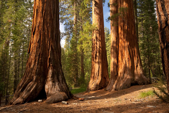 Which state has the most national parks? - Redwood Forest